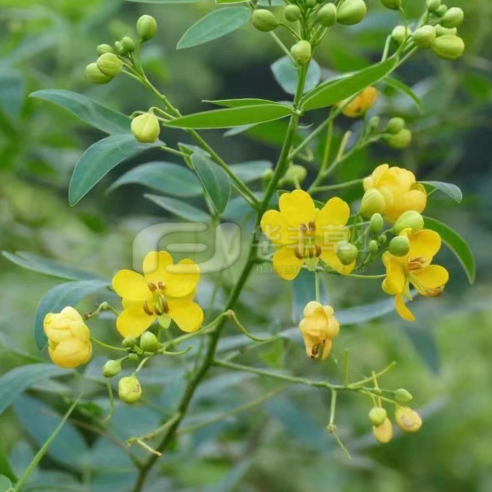 伞房决明