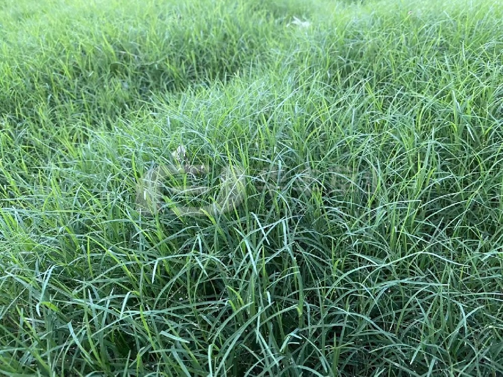 草坪建植的步骤重要分为哪两种？