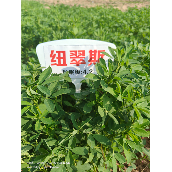 纽得利