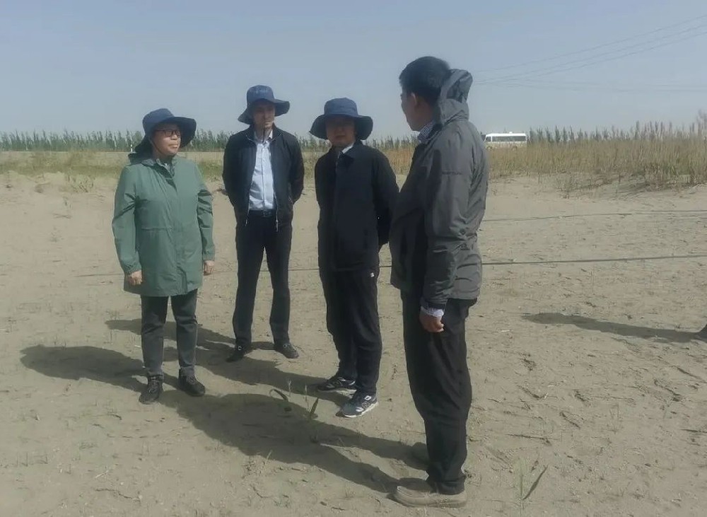 中国科学院曹晨风院士五一期间，不辞劳累，亲临领导“田菁”在戈壁盐碱地种植