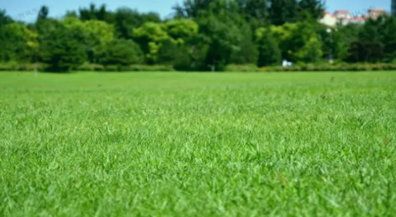 草坪选种纠结症？这款「绅士」黑麦草，让养护变轻松！