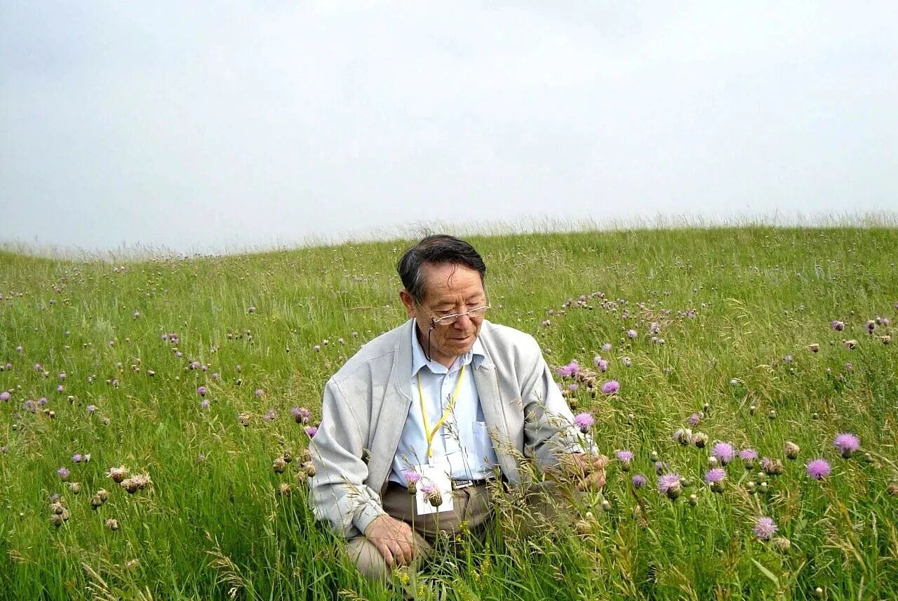 藏在草原里的“生态宝藏”：无芒雀麦，不止是牧草那么单一