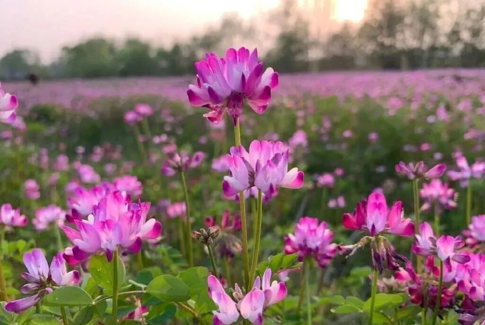 一粒绿肥种子，唤醒一片沃土